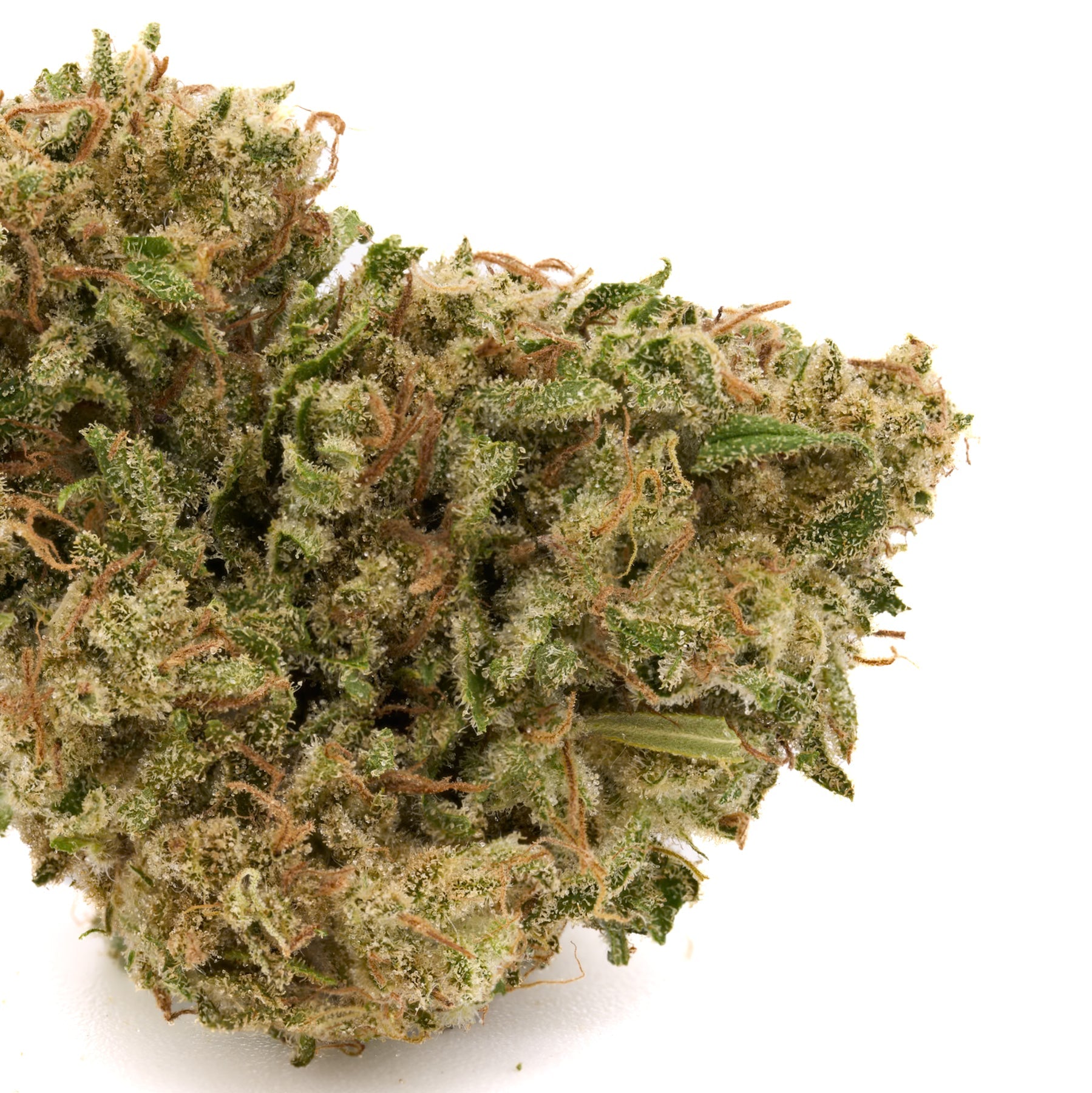 Kush Mints THCa Hemp Flower - Plants