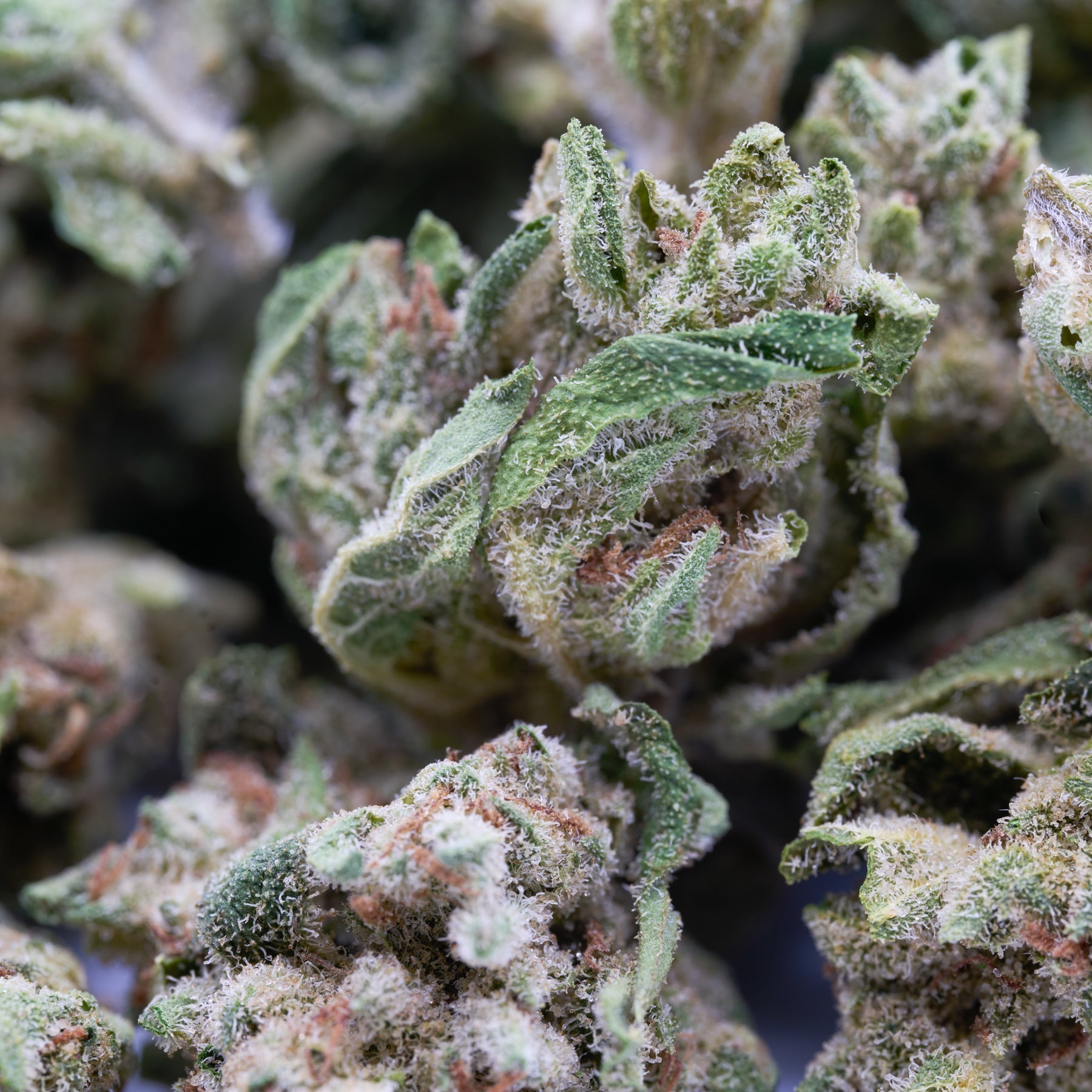 Kush Mints THCa Hemp Flower Smalls - Plants