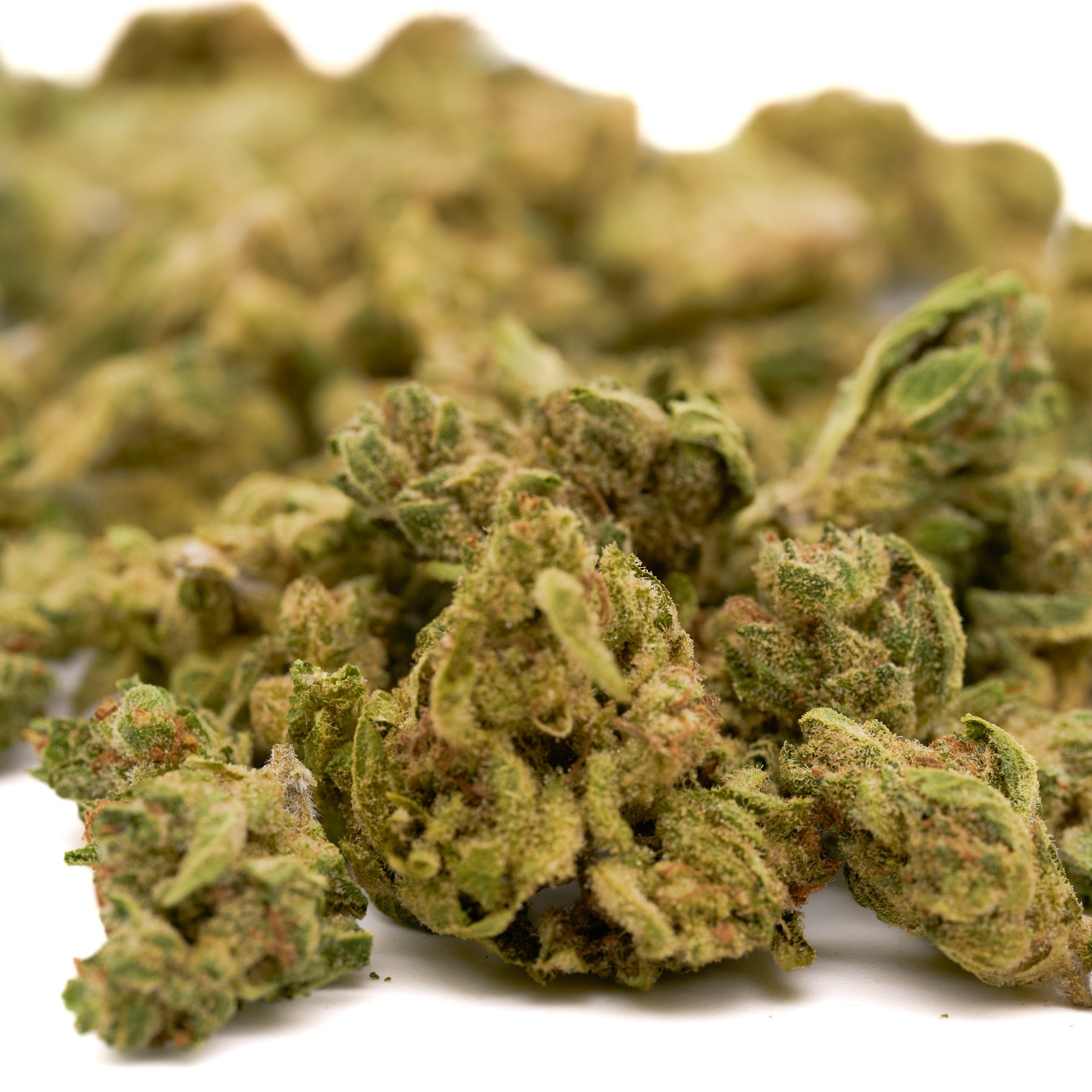 Kush Mints THCa Hemp Flower Smalls - Plants