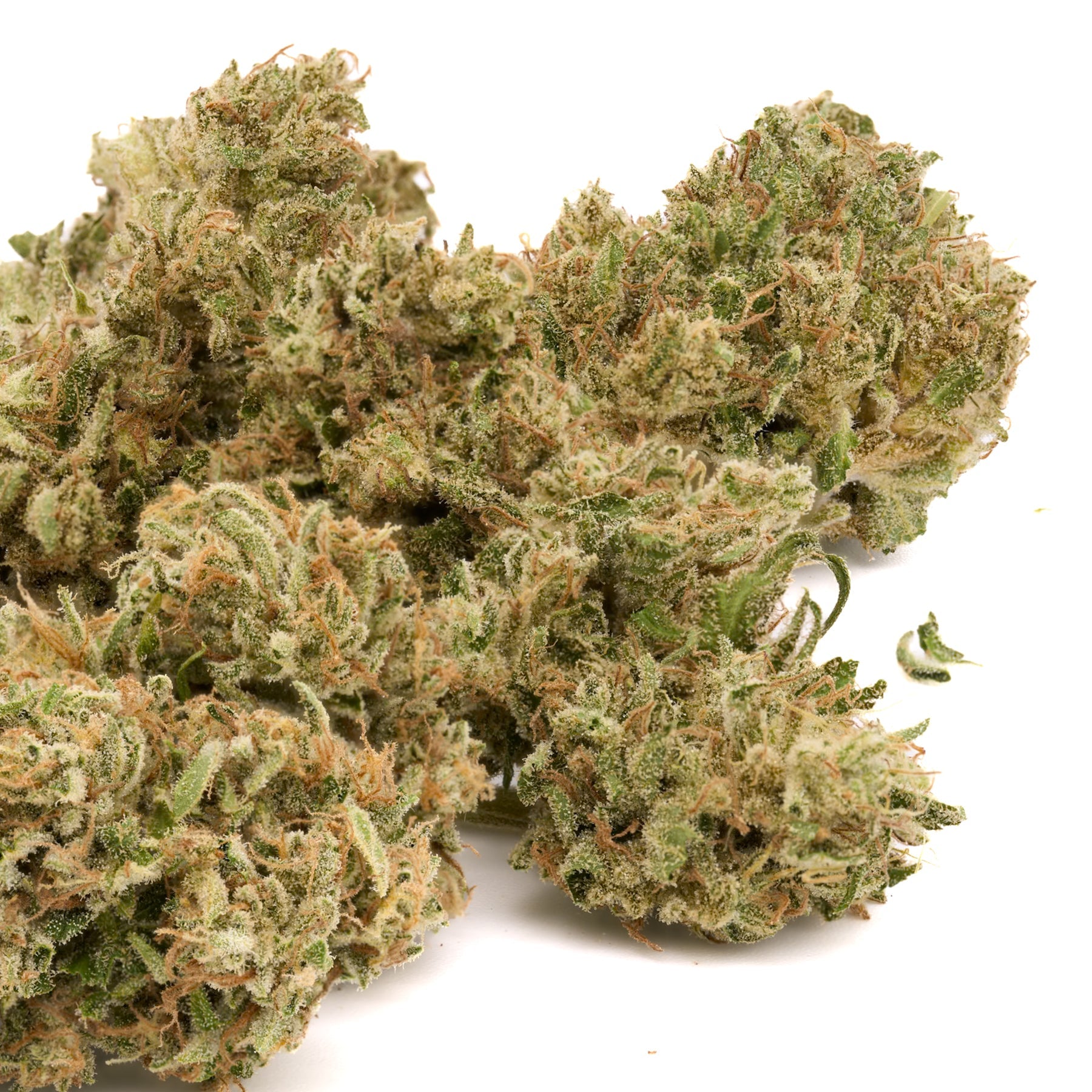 Kush Mints THCa Hemp Flower - Plants