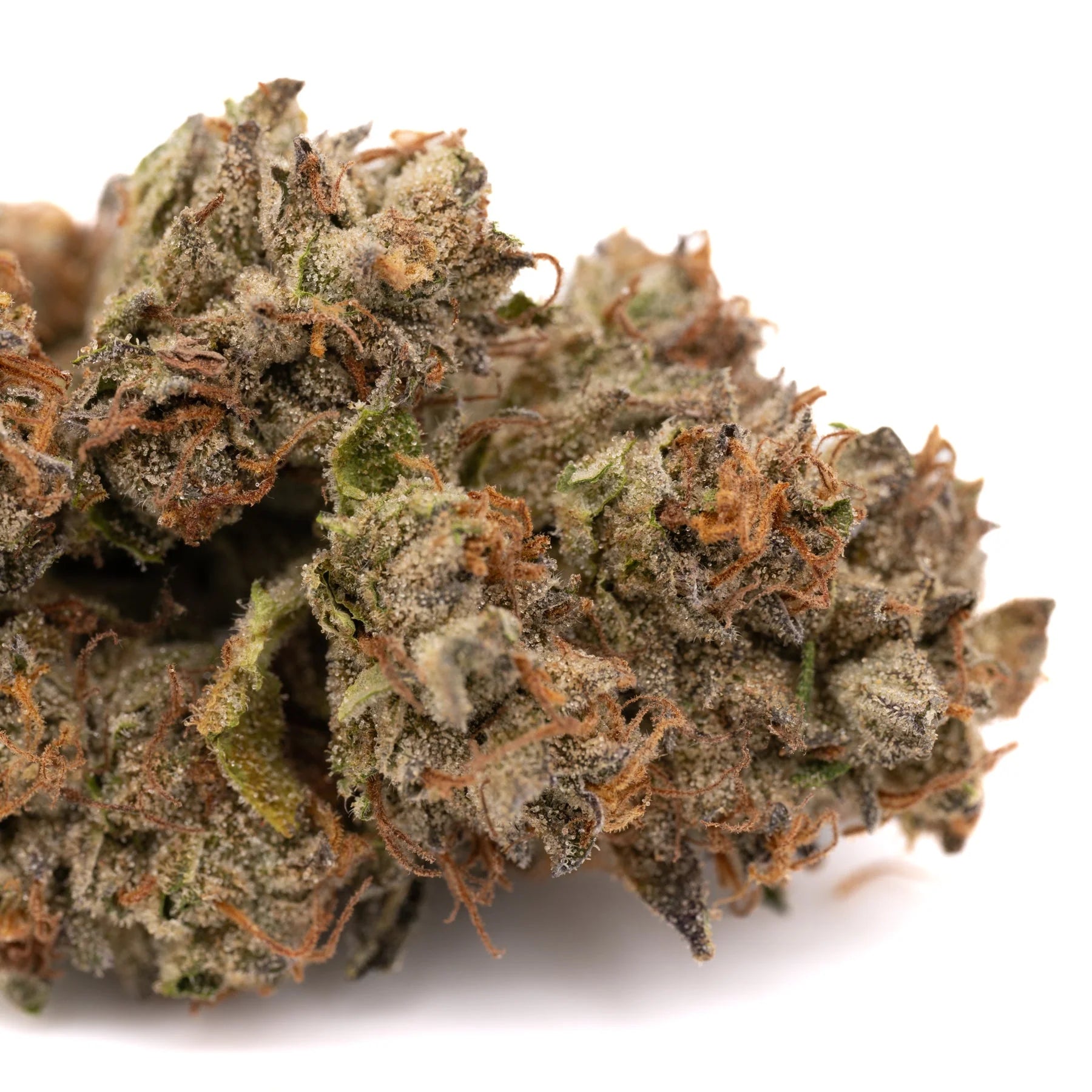 Dried Lemon Cherry Gelato THCa Flower Wholesale with orange hairs and frosty trichomes