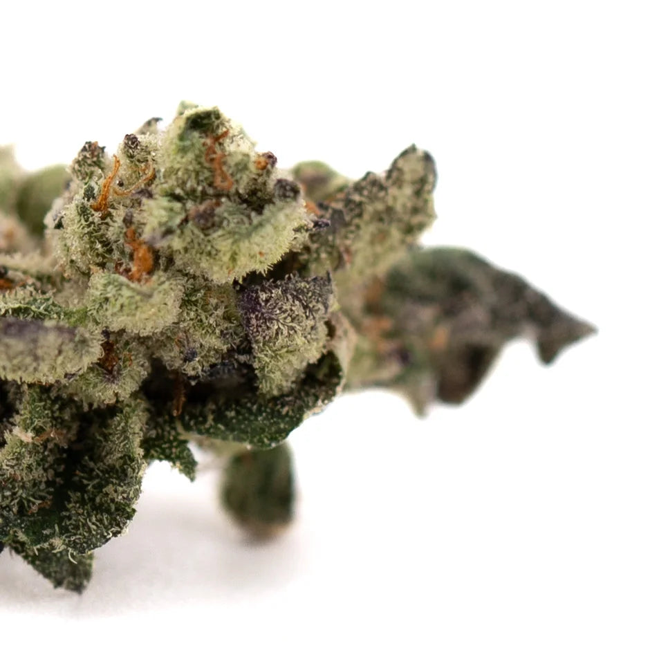 A dense frosty green lemon octane cbd smalls flower with purple hues and orange pistils in smalls hemp flower form