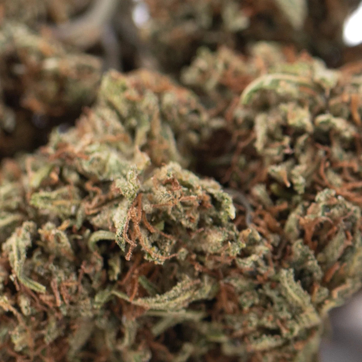 A dense lemon octane cbd hemp flower bud with green and orange hues resembling bubba kush quality