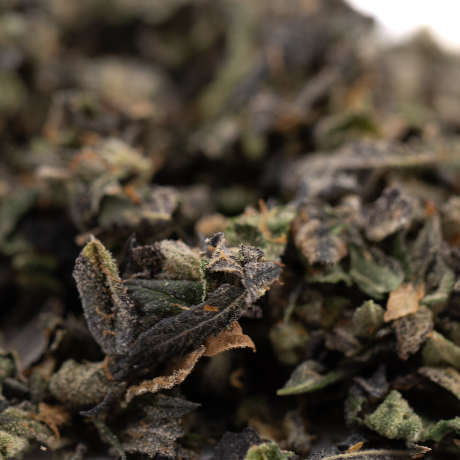 Lemon OG Indoor sugar leaves and trichome-rich THCA trim for wholesale 1LB pound