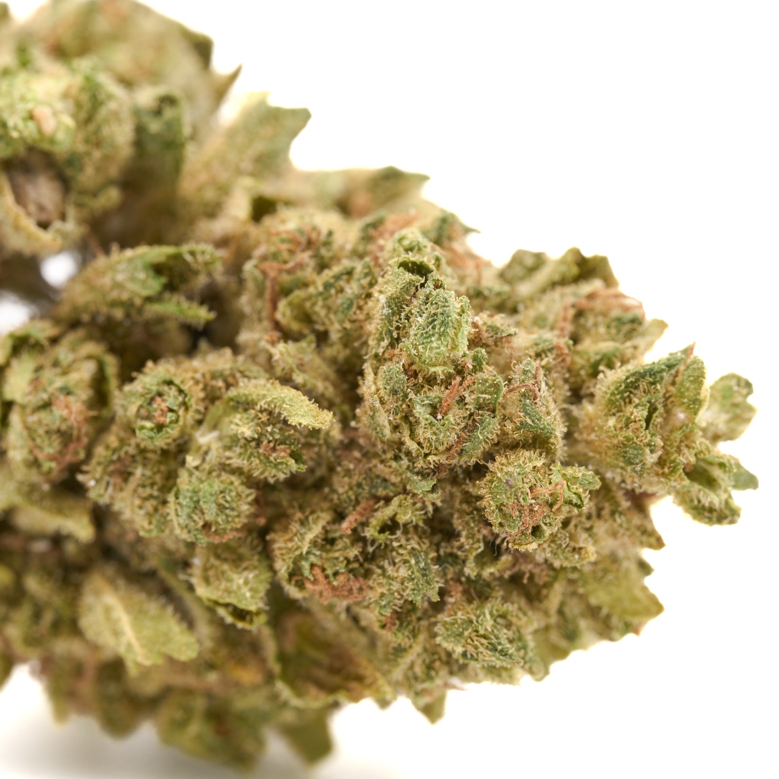 Close-up of Lucky Charms THCa Flower showing dense frosty Granddaddy Purple buds with trichomes and orange pistils