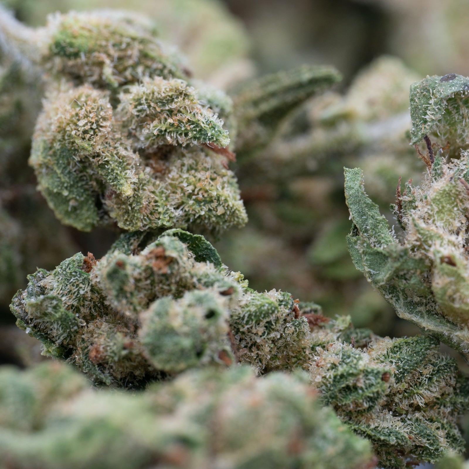 Close-up of vibrant green Lucky Charms THCa Hemp Flower Smalls with rich terpene profile