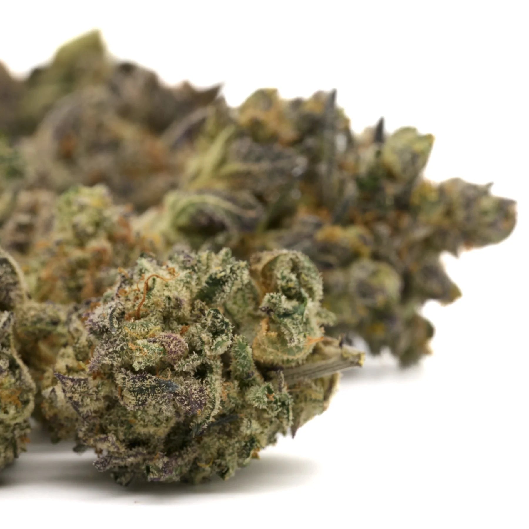 Close-up of Lung Buster Indoor THCa Flower with vibrant green, purple, orange hairs, and frosty trichomes