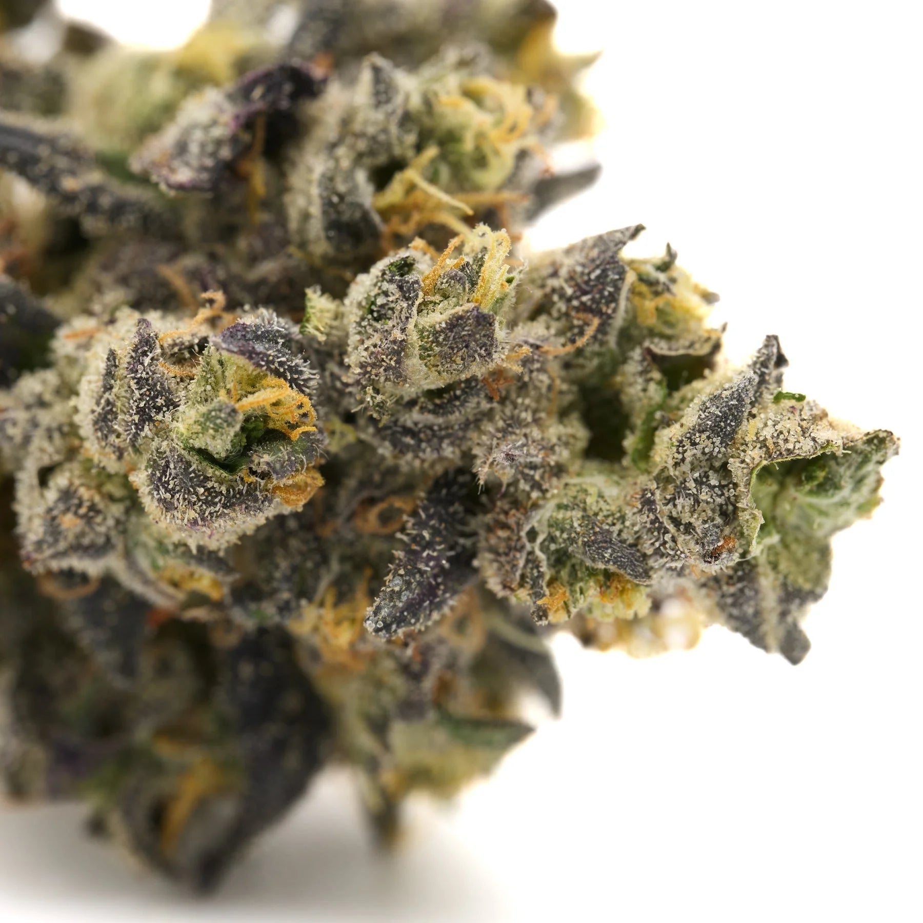 Lung Buster Indoor THCa Flower with dense trichome-covered purple and green cannabis bud