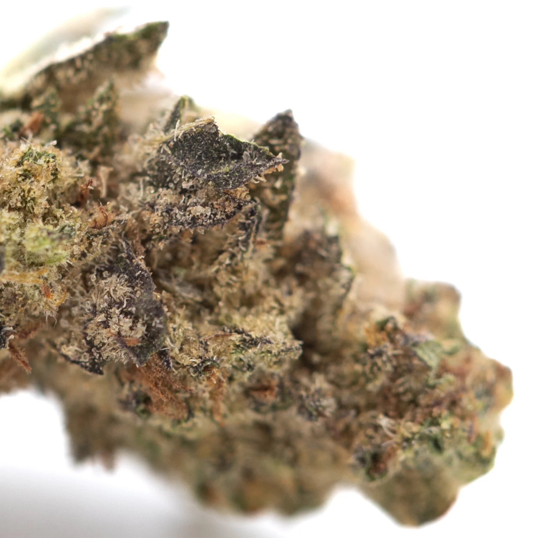 A dense resinous lung buster thca hemp flower from solfire gardens with amber hues and high total cannabinoid content