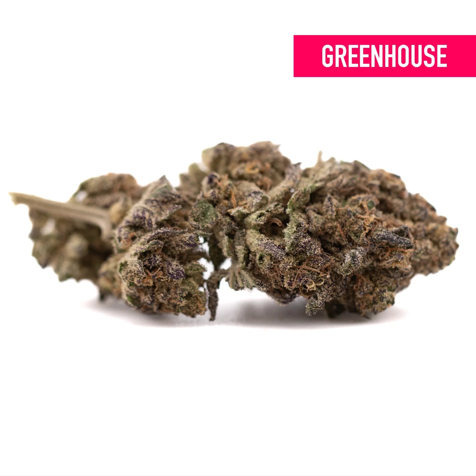 Green Lung Buster THCa Flower Bud with Trichomes and Leaves