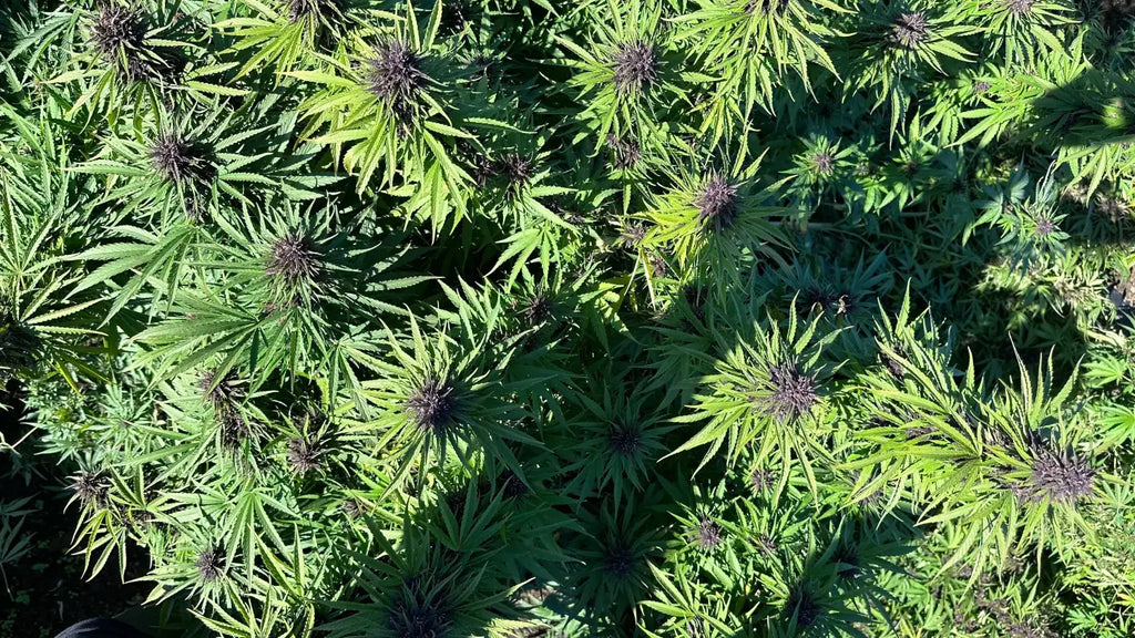 Best Soil Types and pH Levels for Growing High-Quality Hemp