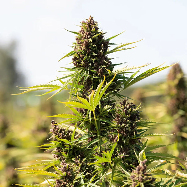 The Biosynthesis of THCA