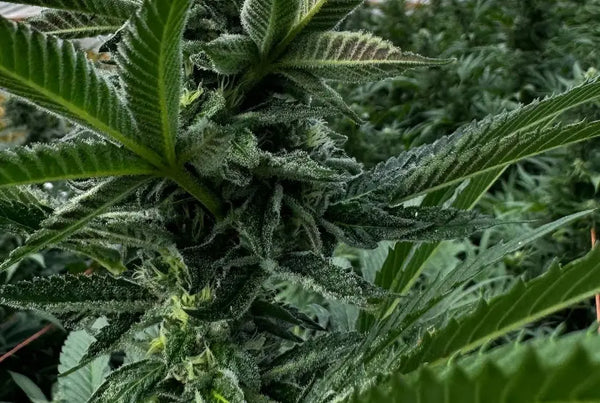 The Science Behind THCA