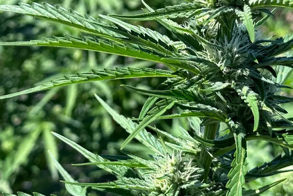 The Complete History of THCA