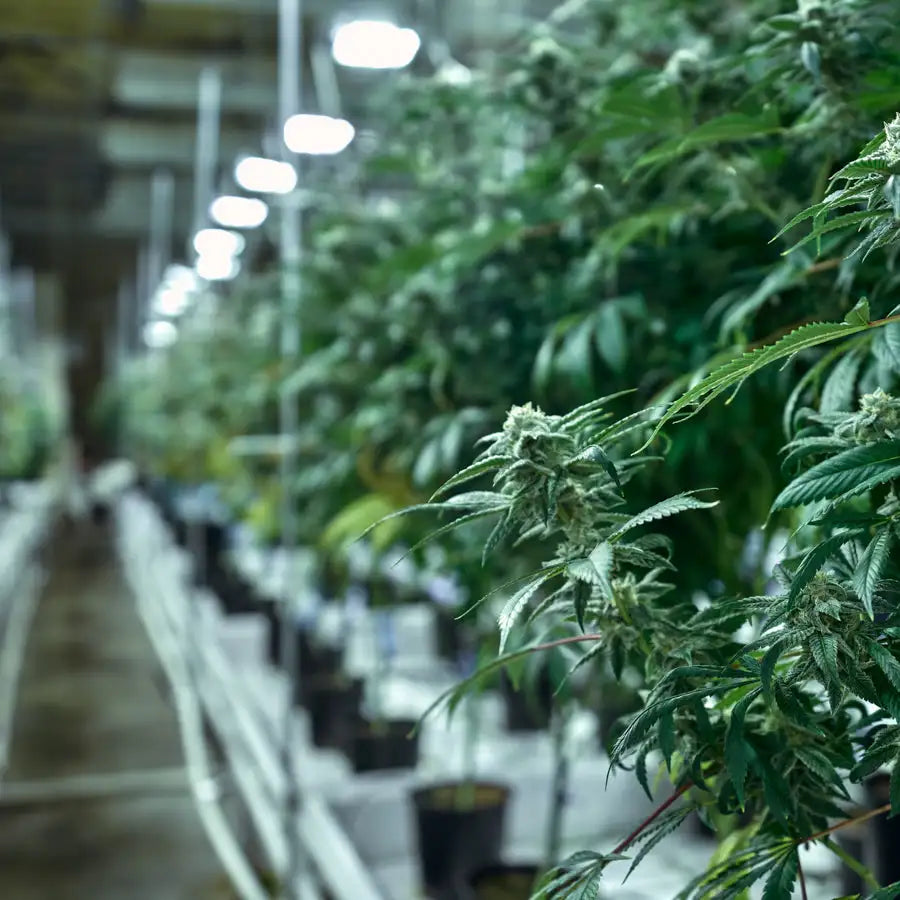 Lush green cannabis plants with dense, frosty buds thrive in a controlled indoor grow room illuminated by rows of bright overhead lights.