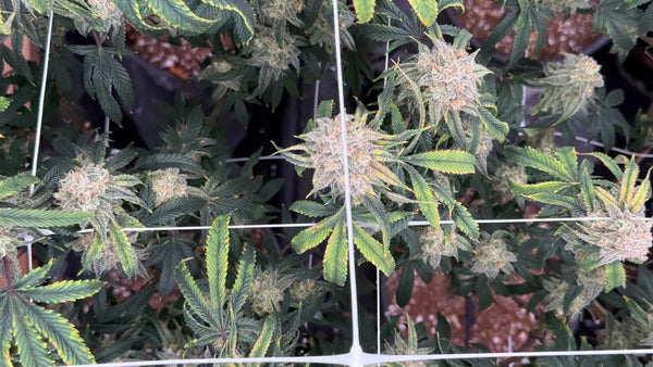 Indoor THCA Flower Benefits