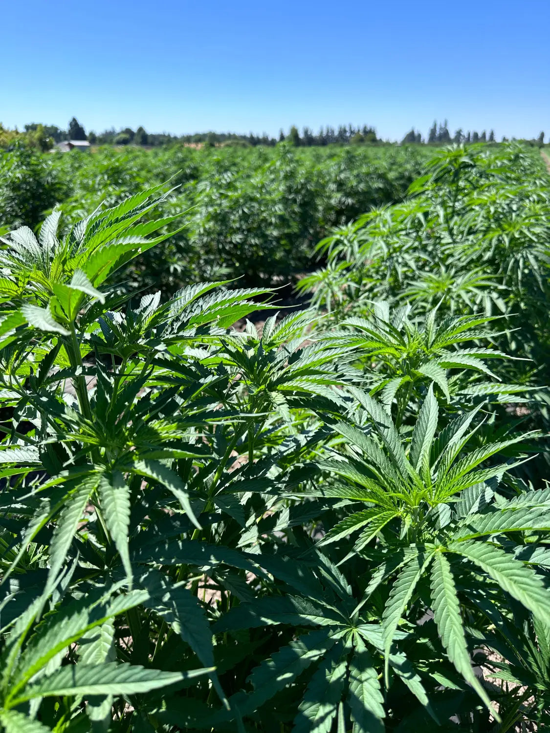 Seasonal THCA Flavors: How Growing Conditions Affect Taste