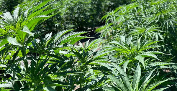 The Complete History of THCA