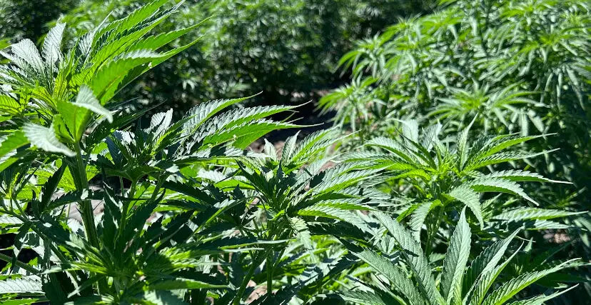 THCA Wholesale