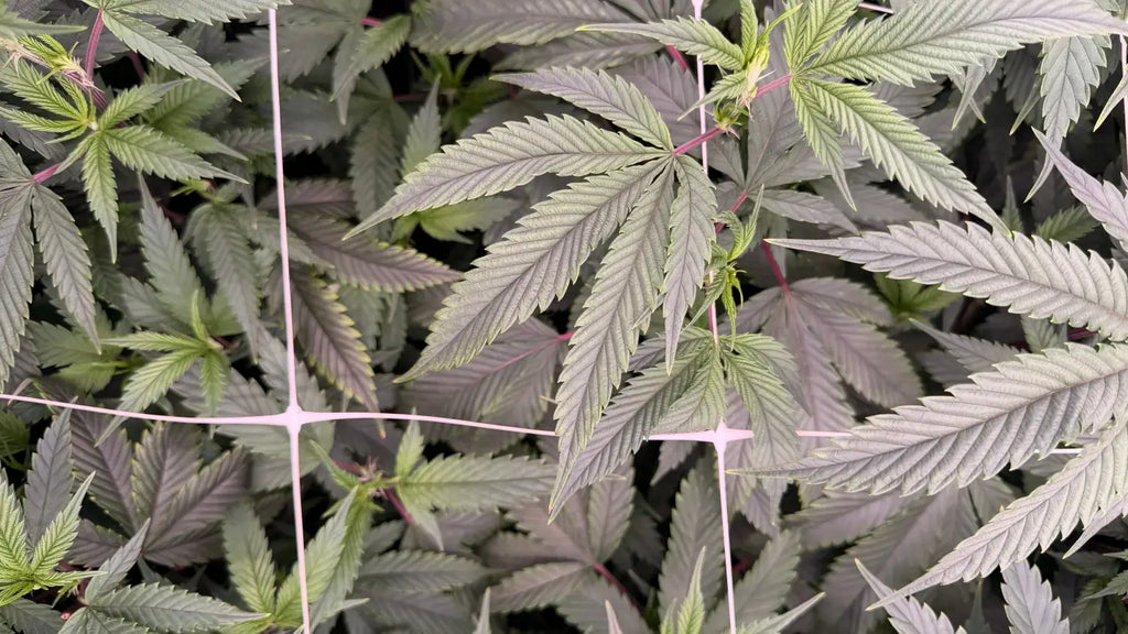 From Seed to Harvest
