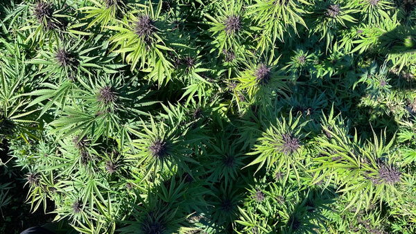 How to Choose Quality THCA Flower