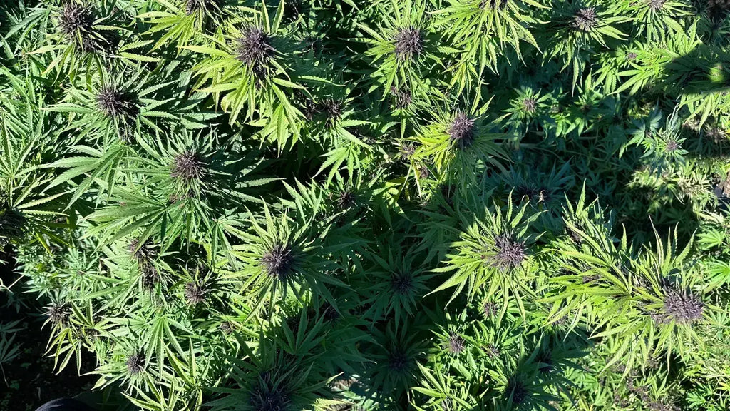 The History of THCA