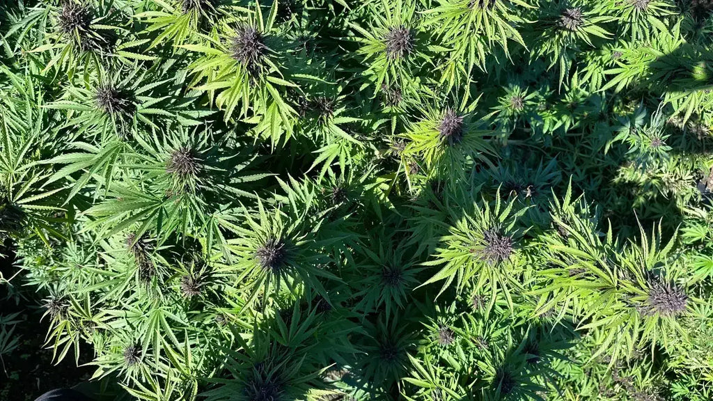 THCA Flower Effects: What to Expect from Indica, Sativa, and Hybrid Strains