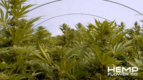 Lush hemp plants with THCA flower highlighting potential psychoactive effects and CB1 receptors