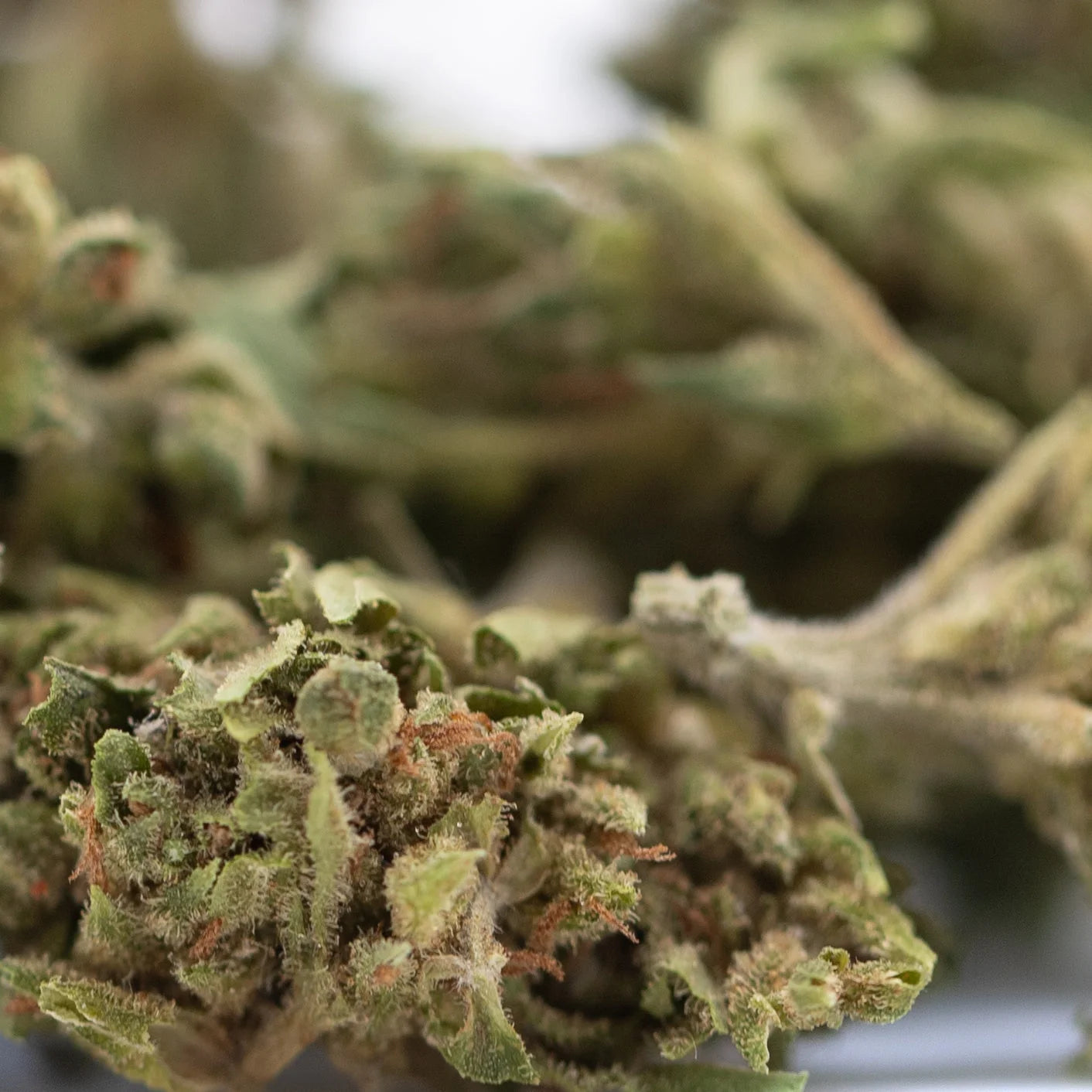 A dense green magik cbd flower smalls full-term hemp bud with fuzzy texture and subtle orange pistils