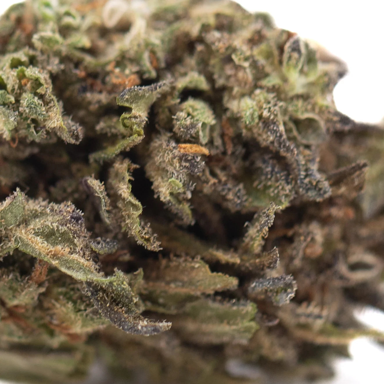 A dense green magik cbd hemp flower full-term bud with frosty trichomes and brown pistils creamy blueberry hints