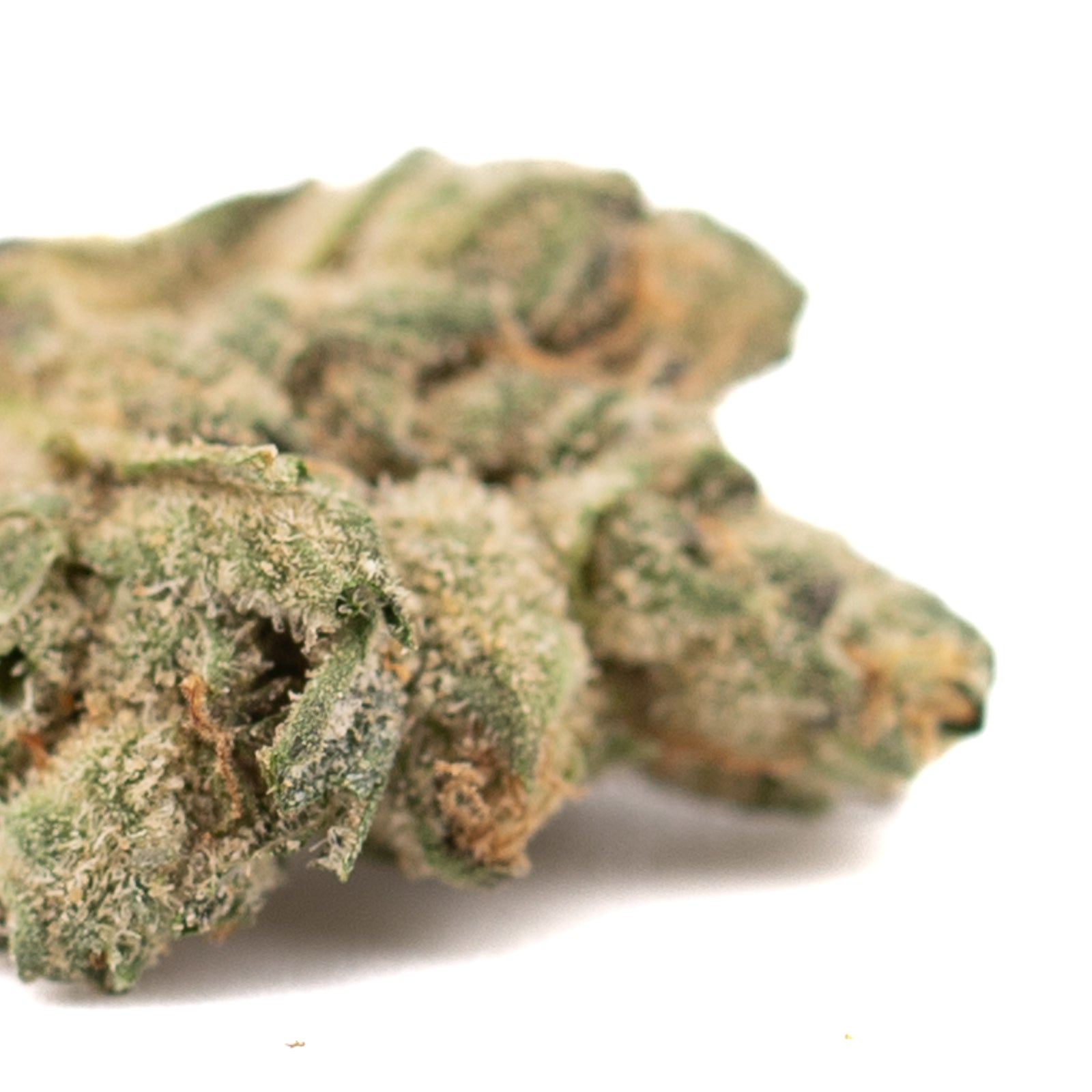 Maria’s Cookies indoor THCa hemp flower with dense trichomes and vibrant green and orange hues