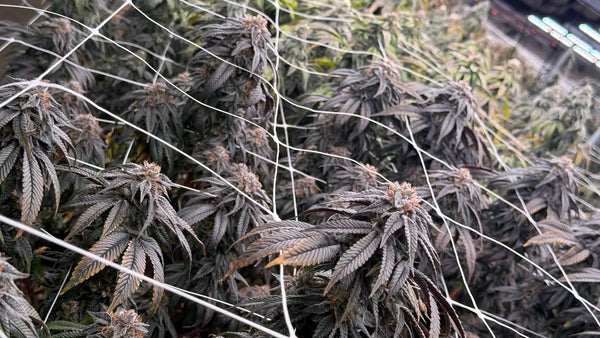  How Indoor vs Outdoor Growing Affects THCA Flower