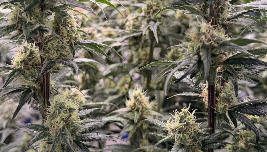 CBD Flower Benefits