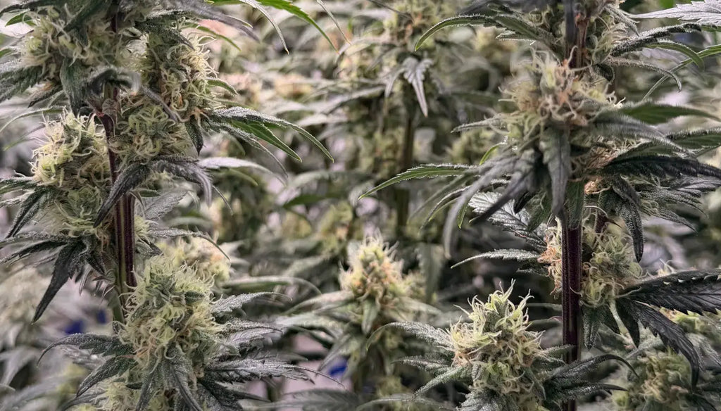 THCA Flower Effects: What to Expect from Indica, Sativa, and Hybrid Strains