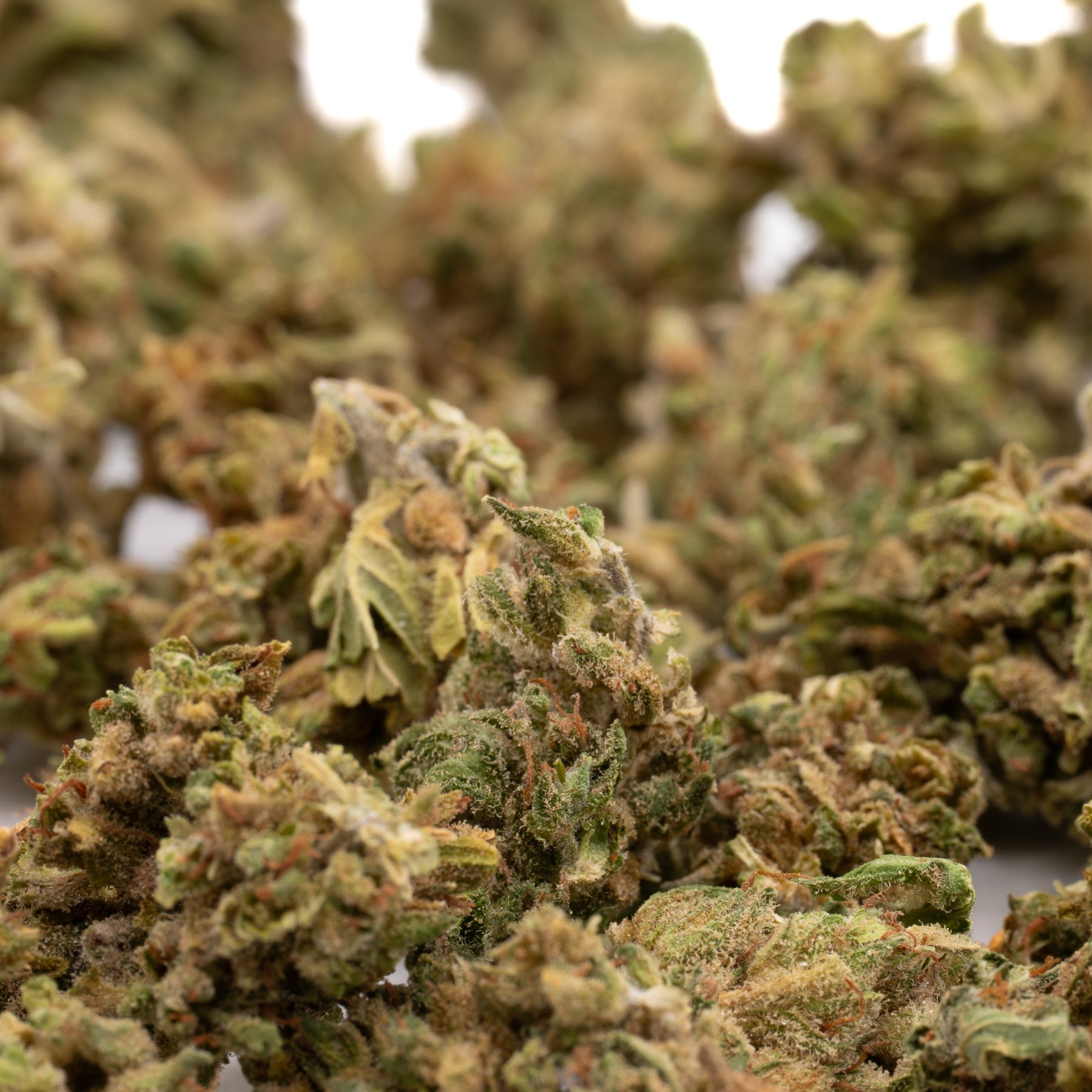 Dried CBD Hemp Flower with Trichomes and Orange Hairs in Maverick CBD Small Buds