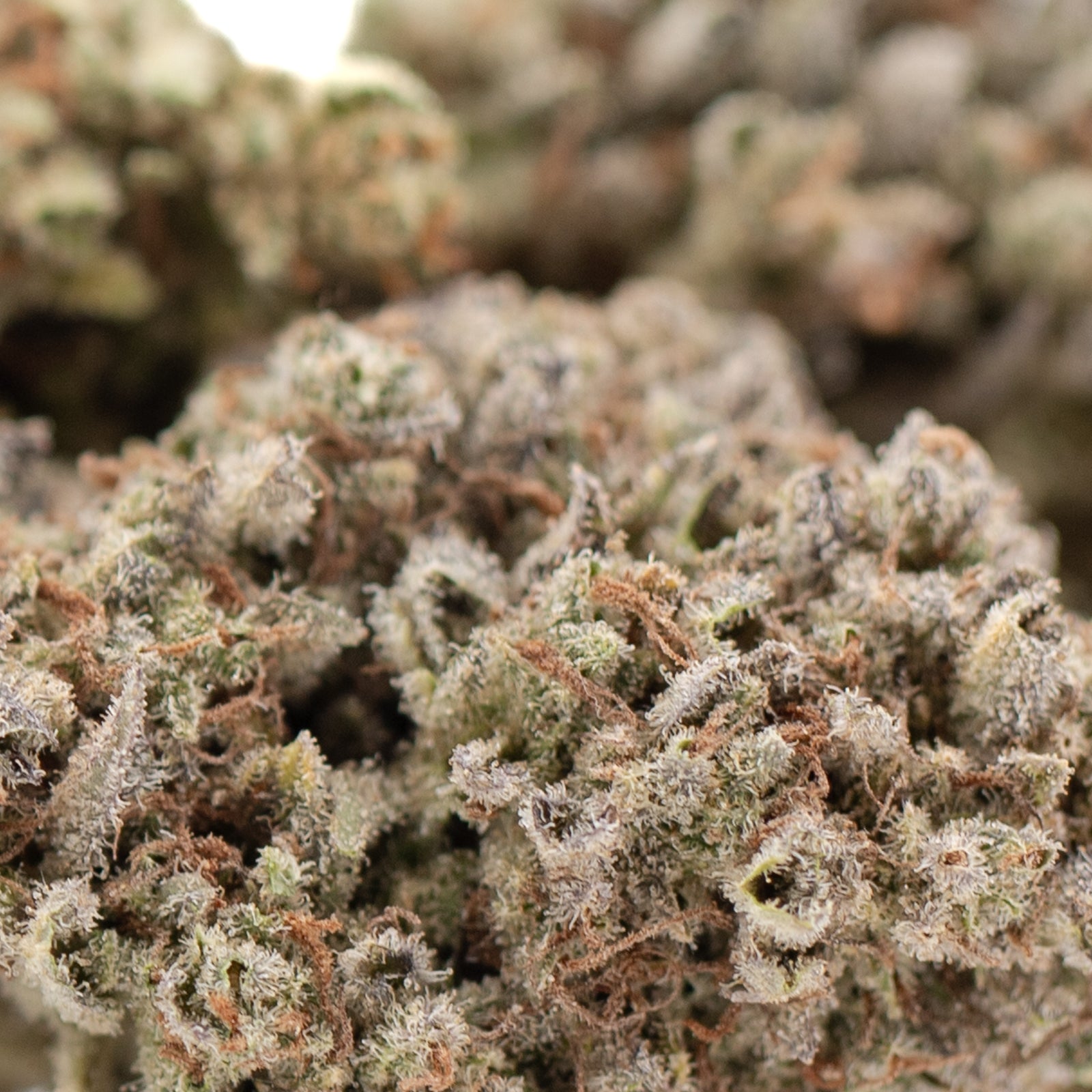 Premium Mega Gummie Bearz THCa Flower with dense trichomes