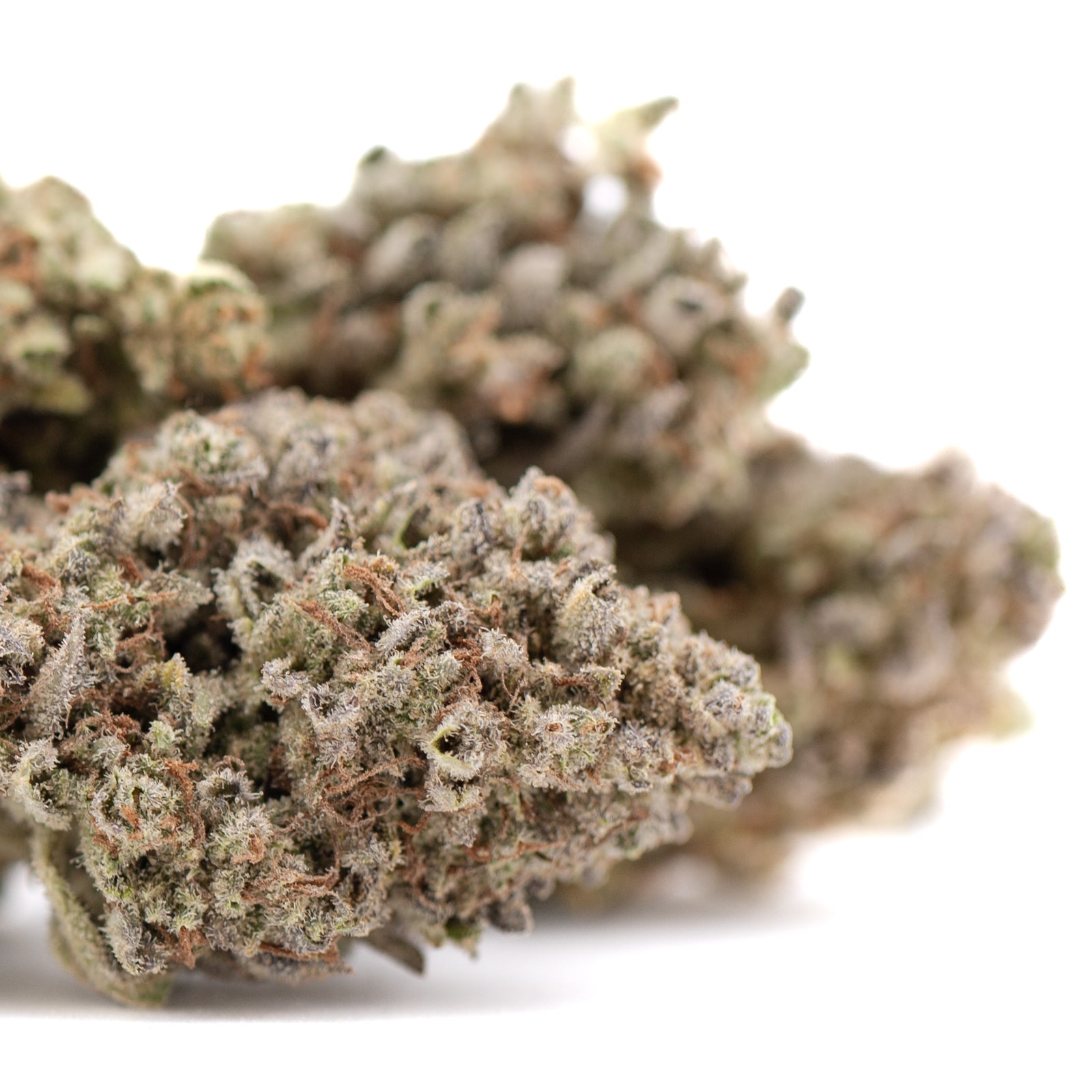 Premium Mega Gummie Bearz THCa flower bud with dense trichomes