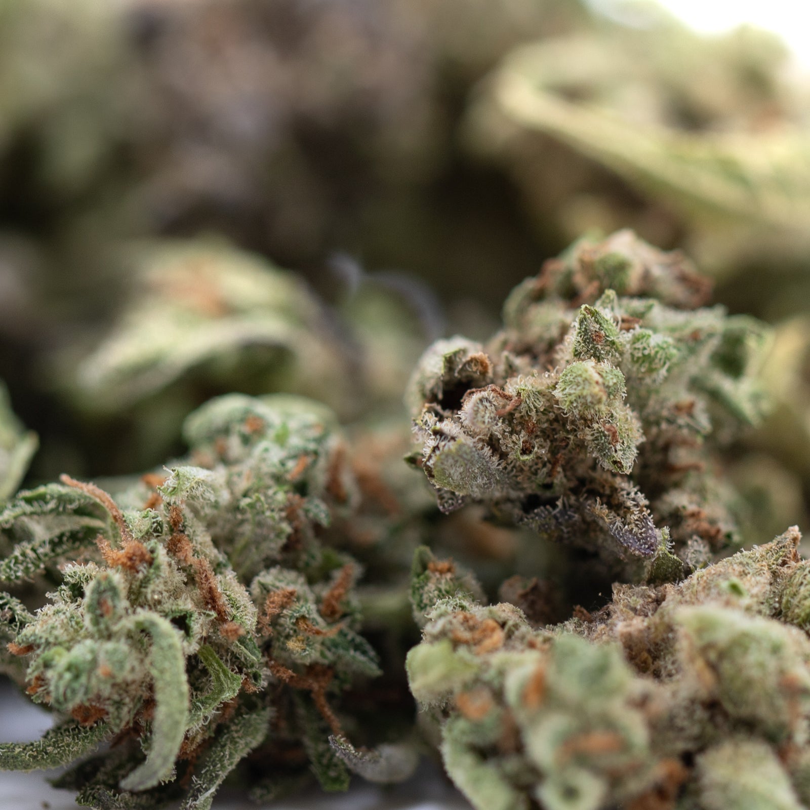 Purple-green Mega Gummie Bearz THCa flower bud with trichomes