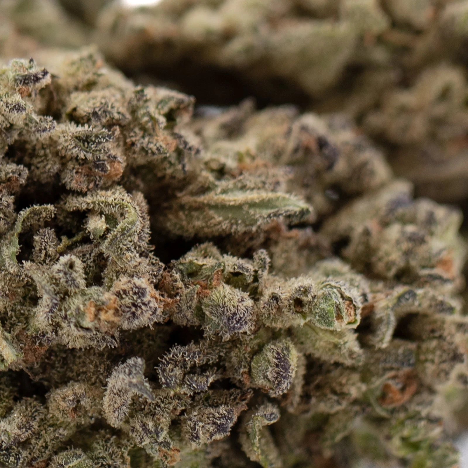 Premium Mendo Breath THCa Flower with Dense Trichomes