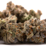 Money Ball Indoor THCa Flower with orange hairs and frosty trichomes for premium effects profile