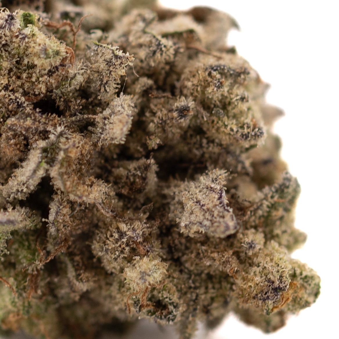 Premium Money Ball THCa hemp flower bud with dense trichomes