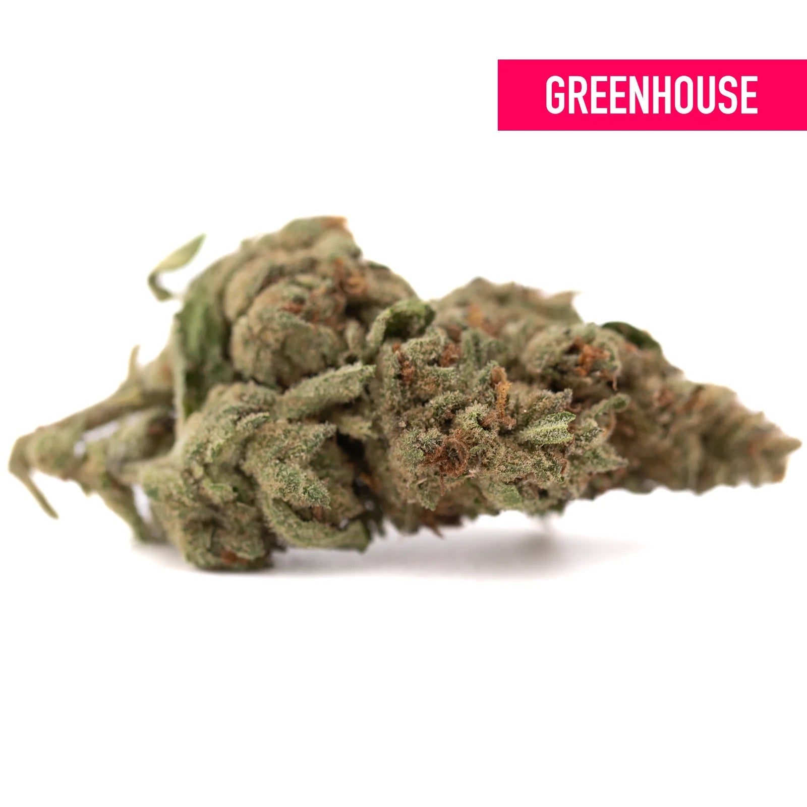 A dense green moroccan peach’s thca hemp flower with trichomes and orange pistils from greenhouse lemon tree skorange