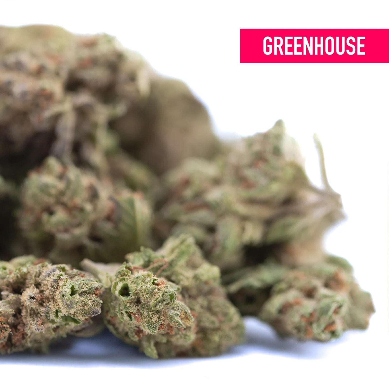 Moroccan peach hemp flower greenhouses smalls with dense earthy green buds and subtle orange pistils for wholesale use