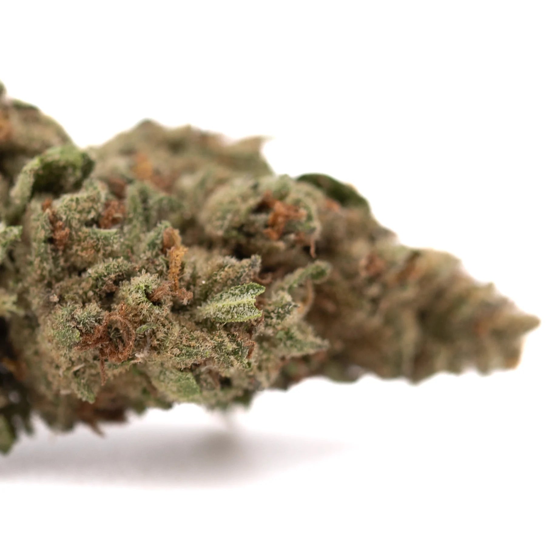 A dense green moroccan peach thca hemp flower bud with fine trichomes and brown pistils in a greenhouse wholesale batch