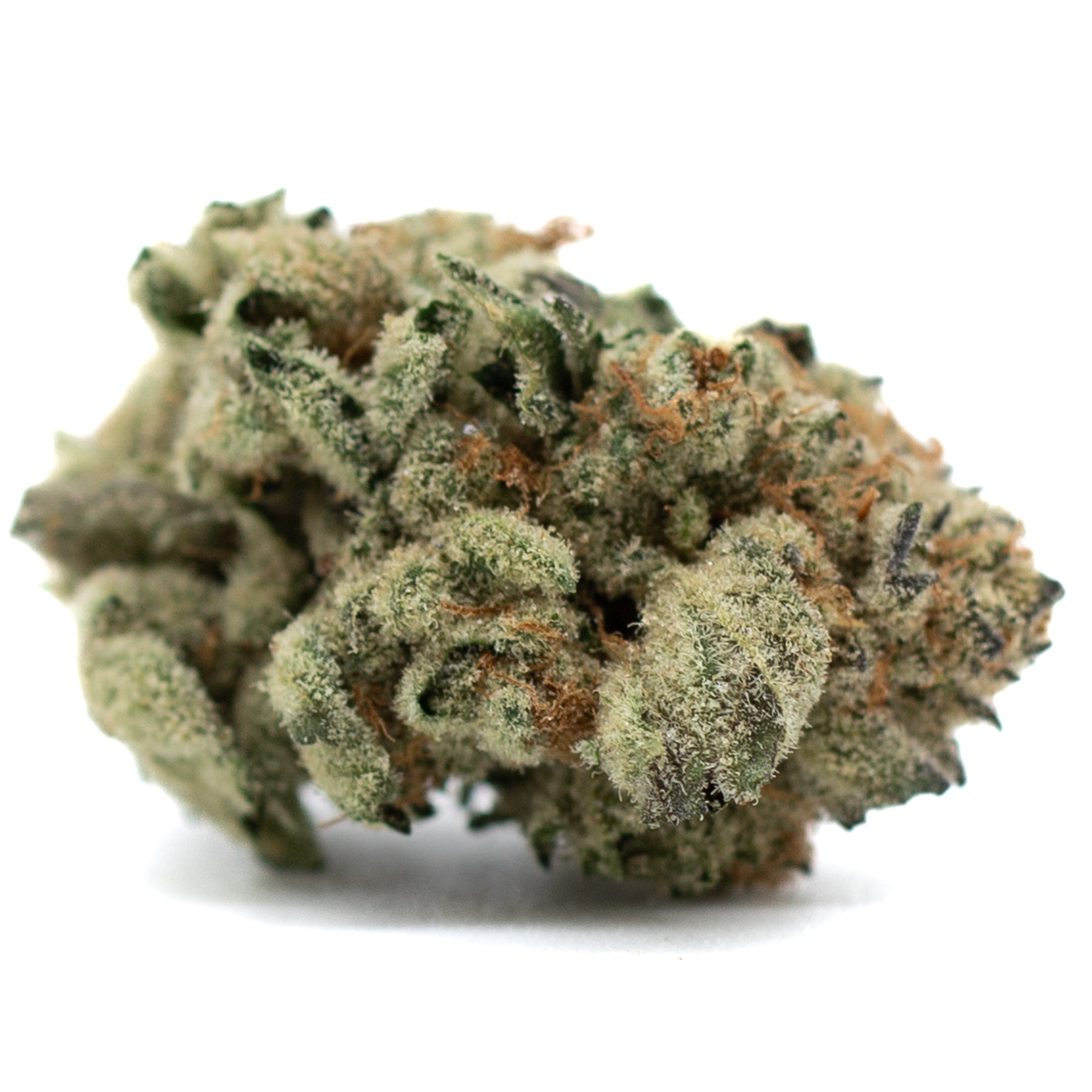 Dense frosty Moroccan Peaches Indoor THCa Flower with orange pistils and Spanish Barbara