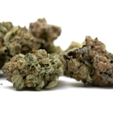 Dried Moroccan Peaches Indoor THCa Flower with trichomes and orange pistils
