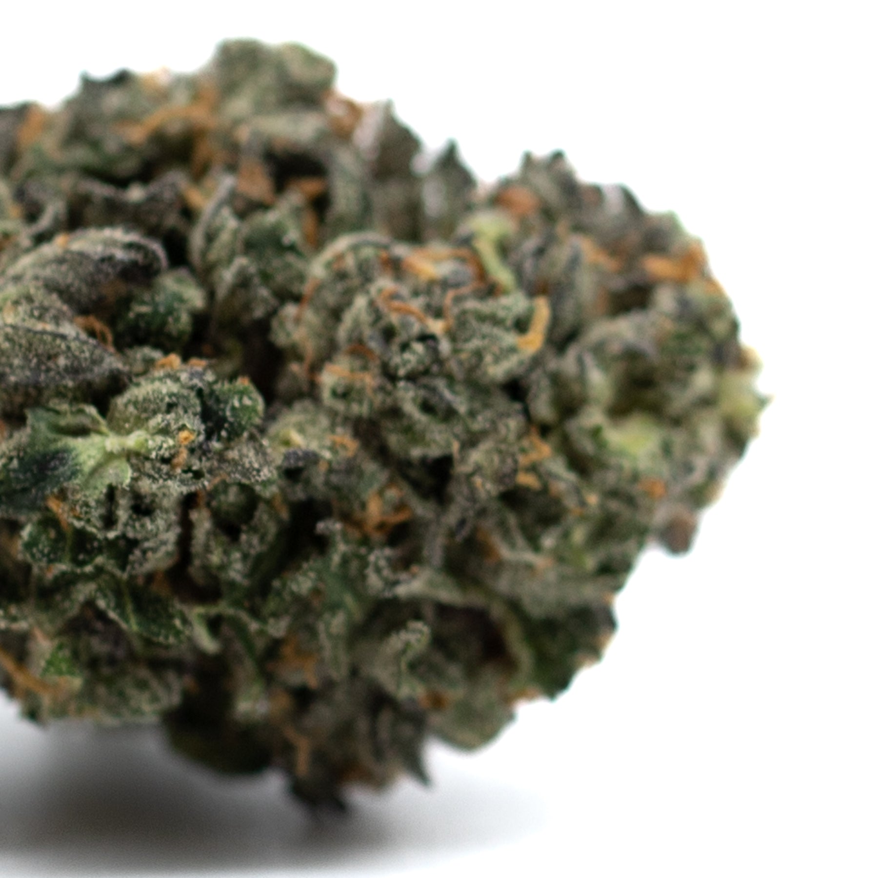 Motorbreath Indoor THCa cannabis bud with orange hairs and frosty trichomes, spicy diesel aroma