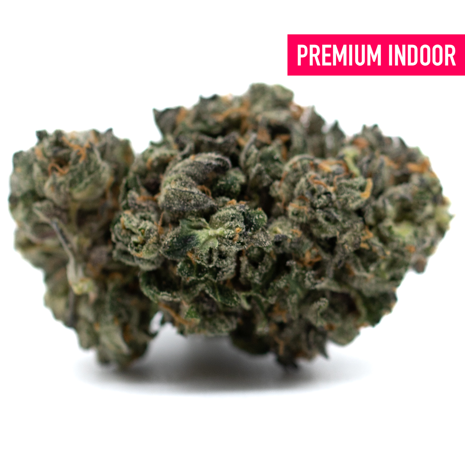 Dense trichome-rich cannabis bud with orange hairs from Motorbreath Indoor THCa Flower, spicy diesel aroma