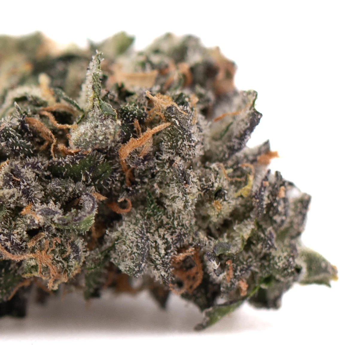 Mountain huckleberry indoor thca hemp flower with frosty deep green and purple buds accented by orange pistils and trichomes