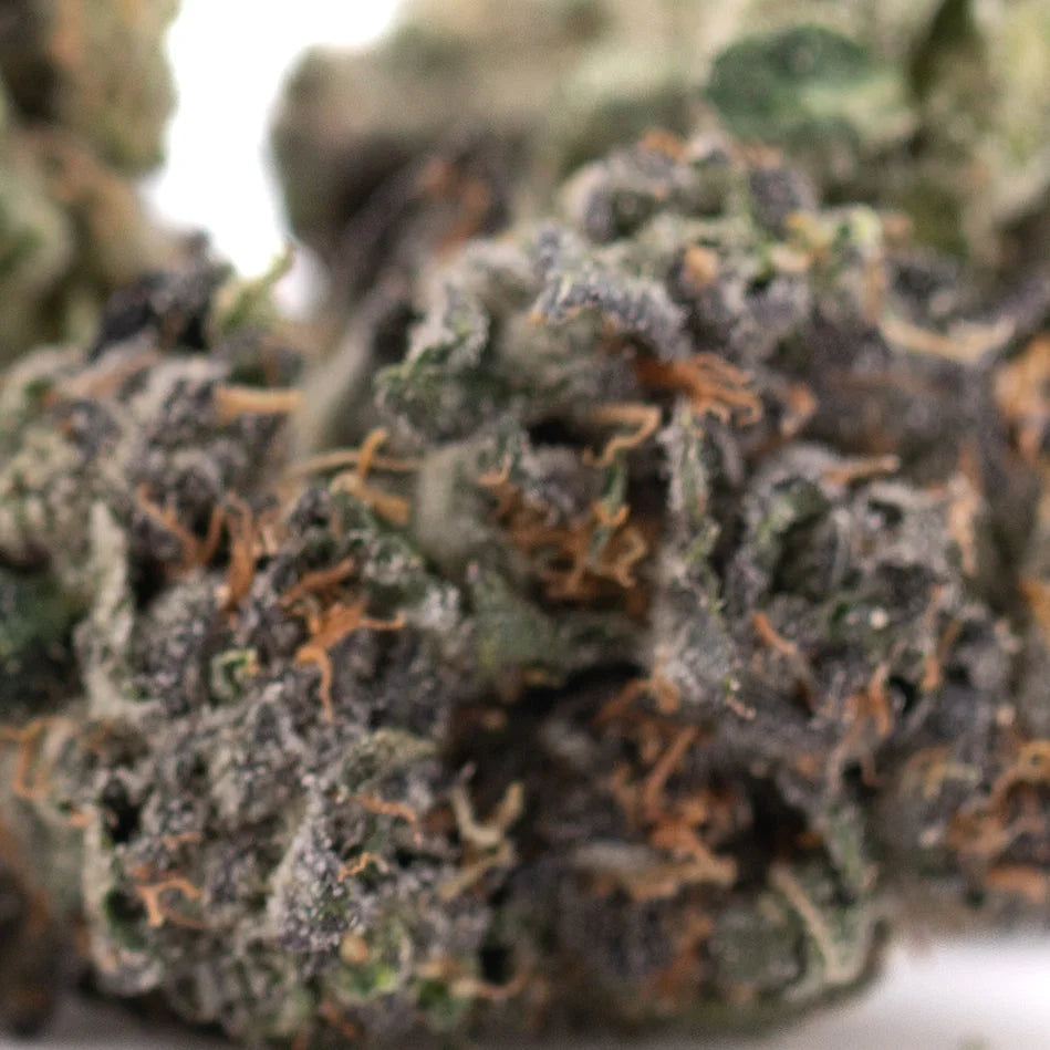 A dense frosty green mountain huckleberry indoor hemp flower bud with orange pistils and textured surface